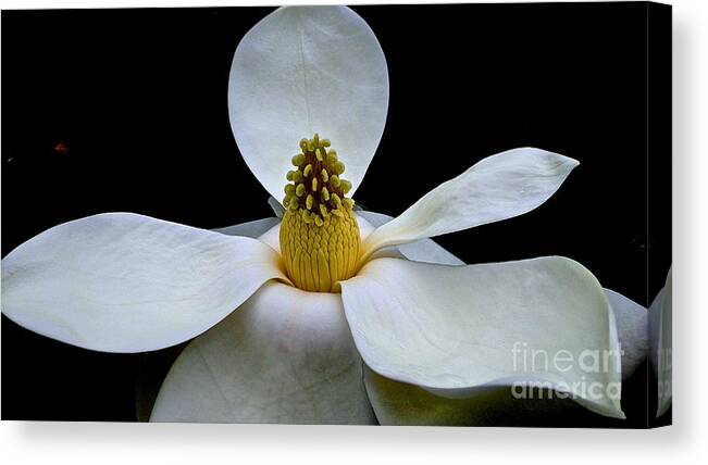 Magnolia Canvas Print featuring the photograph Magnolia Beauty by Cheryl Cutler