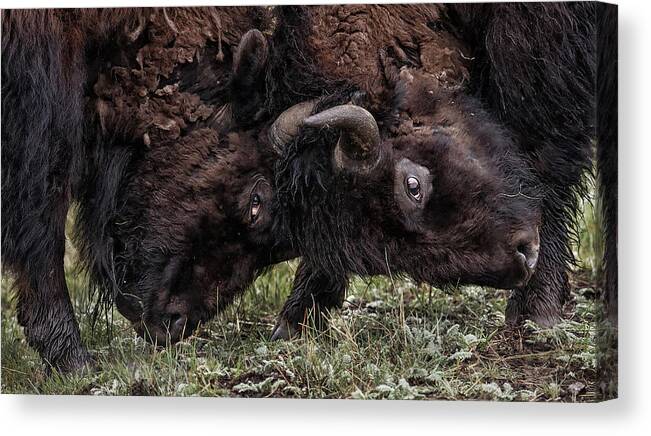 Horned Canvas Print featuring the photograph Male Bison Battling by Michael J. Cohen, Photographer
