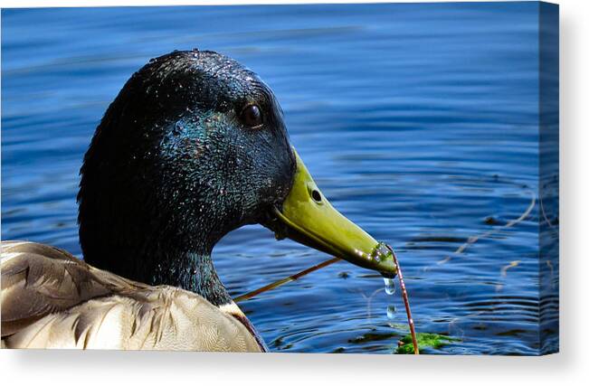 Mallard Canvas Print featuring the photograph Mallard Macro by Art Dingo