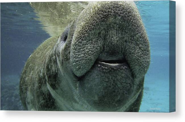 Manatee Canvas Print featuring the photograph Manatee Smile by Daniel Caron