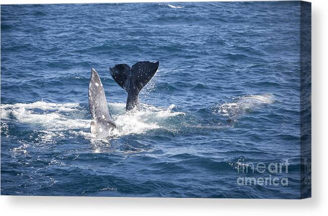 Whale Canvas Print featuring the photograph Mating Time by David Millenheft