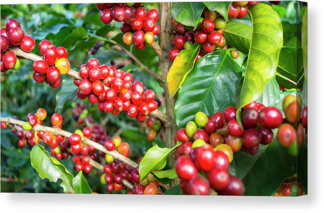 Social Issues Canvas Print featuring the photograph Maturing Arabica Coffee Beans On by Kryssia Campos