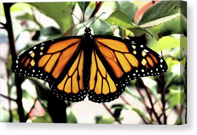 Monarch Canvas Print featuring the photograph Monarch Beauty by Denise Beverly