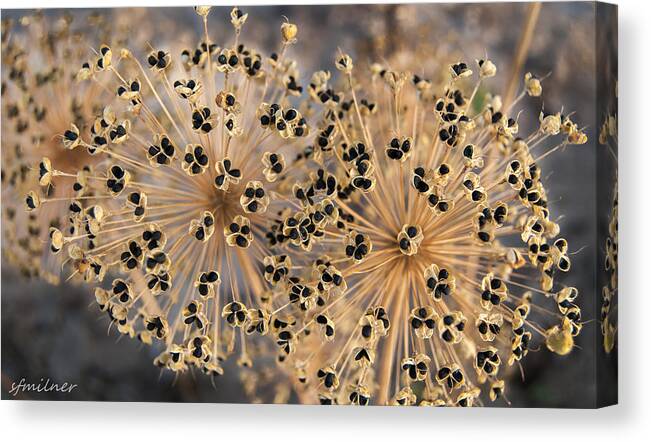 Flowers Canvas Print featuring the photograph Natures Universe by Steven Milner