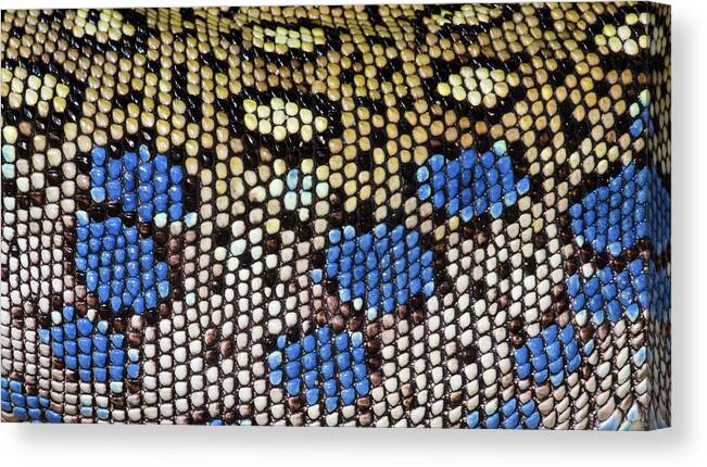 Reptile Canvas Print featuring the photograph Ocellated Lizard Skin Pattern by Nigel Downer