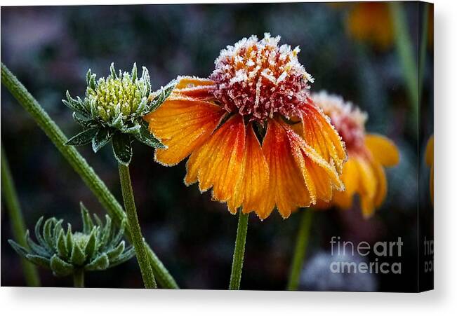 Weather Canvas Print featuring the photograph Orange Frosty by Julia Hassett