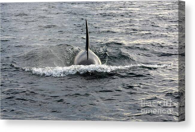Orca Canvas Print featuring the photograph Orca Approach by Gayle Swigart