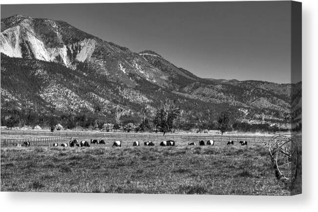 Oreo Cows Canvas Print featuring the photograph Oreo Cows 2 by Donna Kennedy