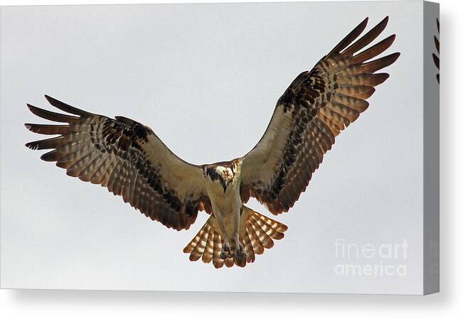 Osprey Canvas Print featuring the photograph Osprey Spread by Larry Nieland