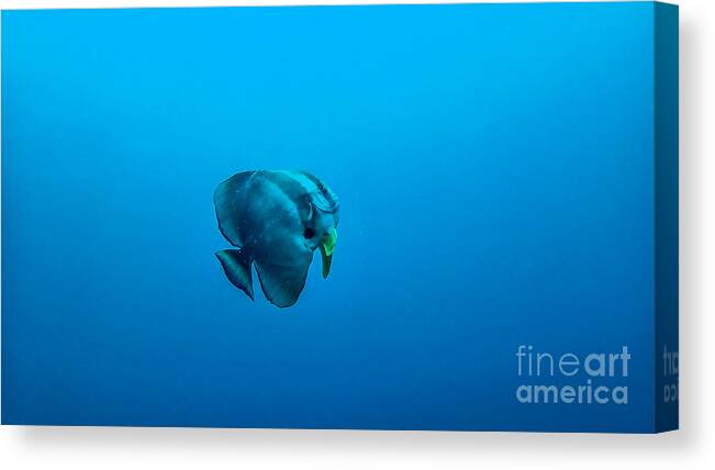 Langflossen Fledermausfisch Canvas Print featuring the photograph Platax teira by Hannes Cmarits