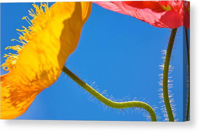 Floral Canvas Print featuring the photograph Poppies in the Sky by Joan Herwig