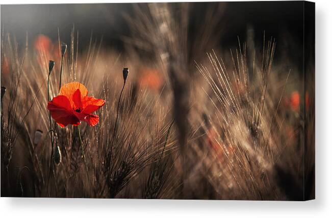 Poppy Canvas Print featuring the photograph Poppy With Corn by Nicodemo Quaglia
