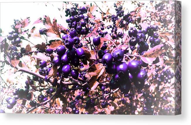 Berries Berry Food Tree Plants Purple Leafs Nature Earth Background Edit Pretty Fruit Trees Canvas Print featuring the photograph Purple Berries by Candy Floss Happy