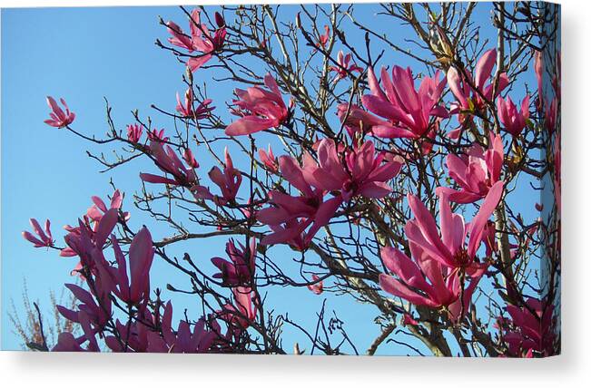 Magnolia Canvas Print featuring the photograph Purple Magnolias by Xueyin Chen