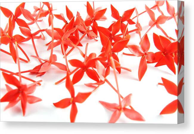 Abstract Canvas Print featuring the photograph Red Flower Background by Aged Pixel