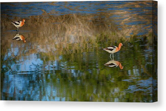 Reflections In Nature - Gregory Mclemore Canvas Print featuring the photograph Reflections in nature by Gregory McLemore