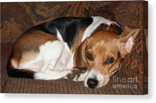 Ruff Day Canvas Print featuring the photograph Ruff Day by John Telfer
