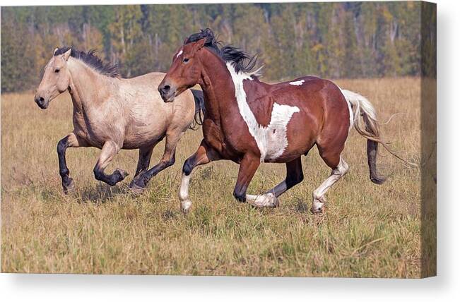 Horse Canvas Print featuring the photograph Running Horses by Gary Samples