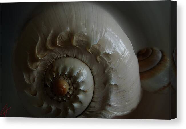 Colette Canvas Print featuring the photograph Sea Shell Joy by Colette V Hera Guggenheim