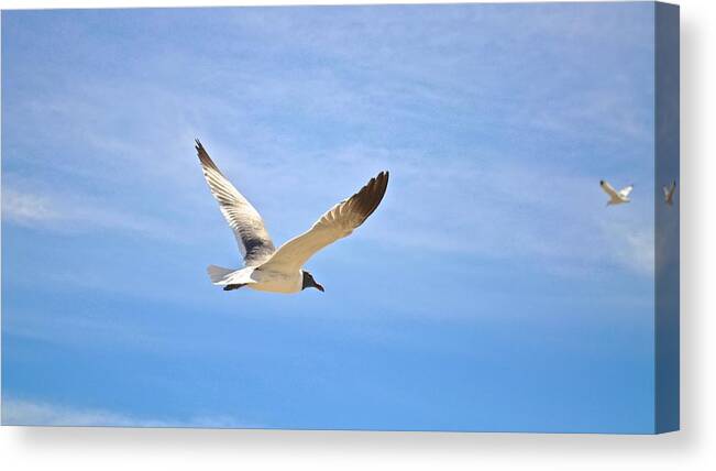 Seagull Canvas Print featuring the photograph Seagull in Flight by Kristina Deane