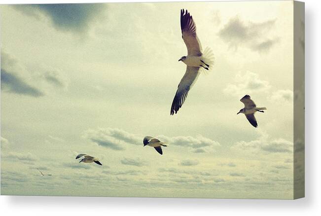 Fort Canvas Print featuring the photograph Seagulls In Flight by Bradley R Youngberg