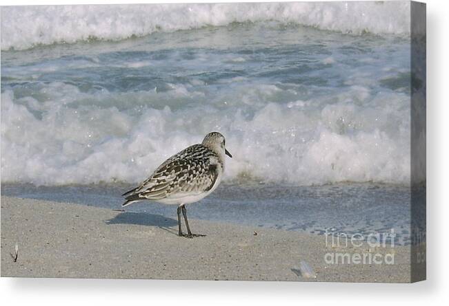 Semiplated Sandpiper North American Sea Gulls Atlantic Avain Species Atlantic Avian Biodiversity Atlantic Sea Birds North American Sea Birds Atlantic Ocean Birds Shore Birds Black And White Speckled Sea Bird Canvas Print featuring the photograph Semiplated Sandpiper by Joshua Bales