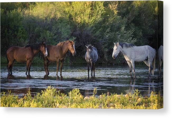 Wild Horses Canvas Print featuring the photograph Siesta Time by Saija Lehtonen