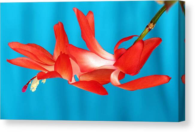 Christmas Cactus Canvas Print featuring the photograph Single Red Bloom by E Faithe Lester