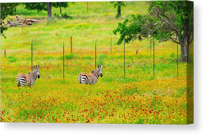 Wildflowers Canvas Print featuring the photograph Spring Stripes by Lynn Bauer
