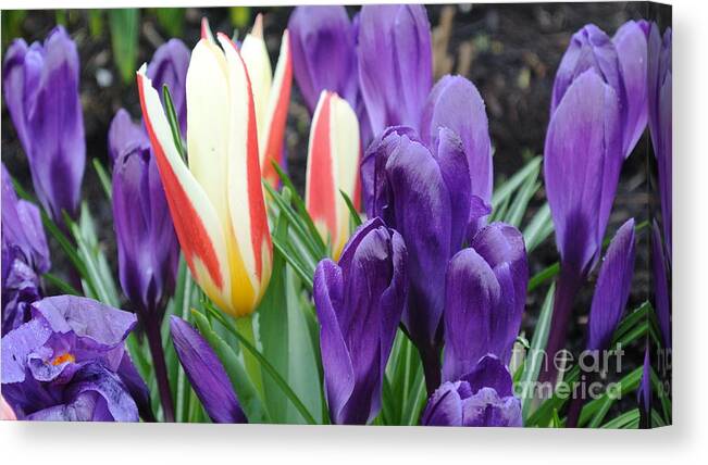  Canvas Print featuring the photograph Springtime by Sharron Cuthbertson