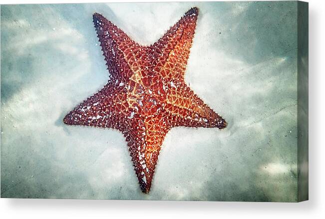 Underwater Canvas Print featuring the photograph Starfish Underwater by Denise Panyik-dale
