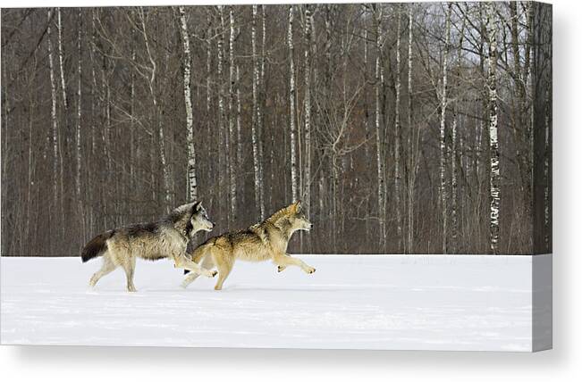 Wolf Canvas Print featuring the photograph Still Competing by Jack Milchanowski