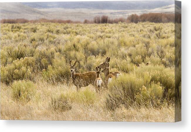 Eastern Oregon Canvas Print featuring the photograph Sunday Outing by Jean Noren