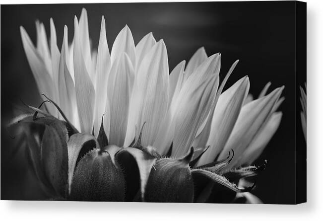 Sunflower Canvas Print featuring the photograph Sunflower at Night by Mariola Szeliga