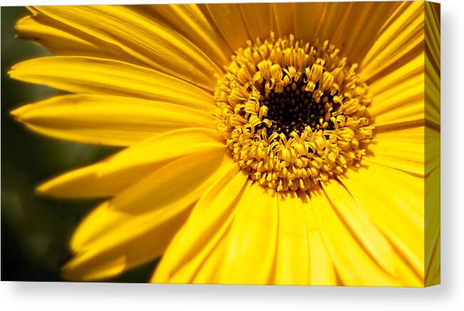 Yellow Canvas Print featuring the photograph Sunshine Is A Gerbera Daisy by Theresa Johnson