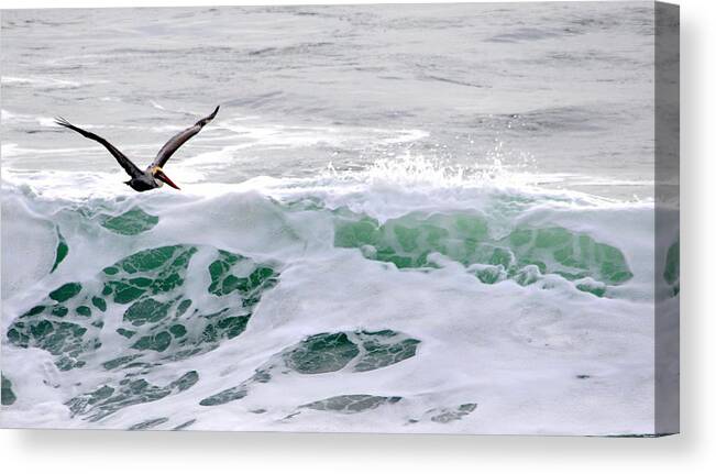 Wildlife Canvas Print featuring the photograph Surf n Pelican by AJ Schibig