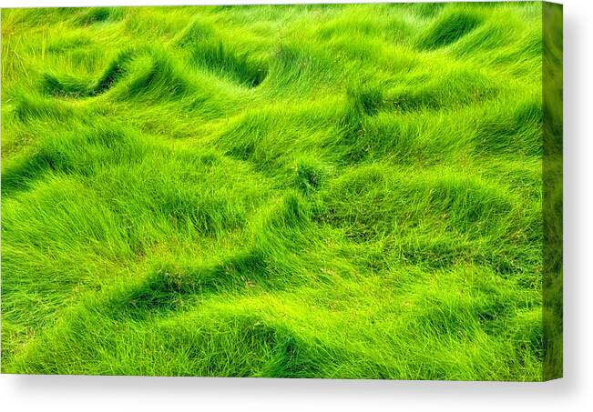 Cheesequakerepetitionswamp Canvas Print featuring the photograph Swamp Grass Abstract by Gary Slawsky