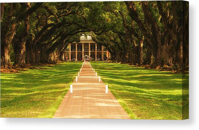 Plantation Weddings Canvas Print featuring the photograph The Alley of Oaks by Photography By Sai