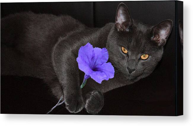 Cat Photo Canvas Print featuring the photograph The Eyes Have It by Rachel Bochnia