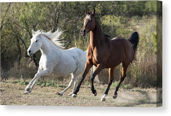 Arabian Horses Canvas Print featuring the photograph The Grey and The Bay by Karen Slagle