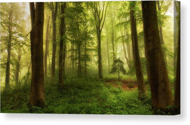 Tree Canvas Print featuring the photograph The Little Tree by Leif L?ndal