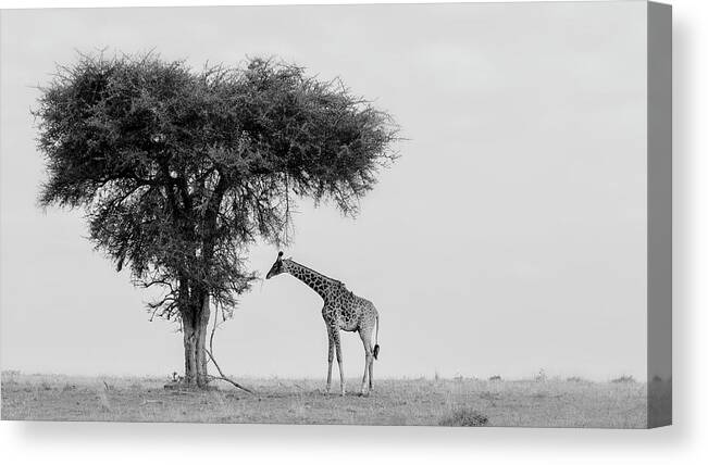 Giraffe Canvas Print featuring the photograph The Wild by Phillip Chang