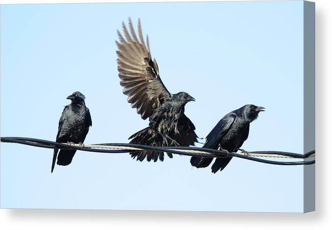Crow Canvas Print featuring the photograph Three Crows on a Wire. by Bradford Martin