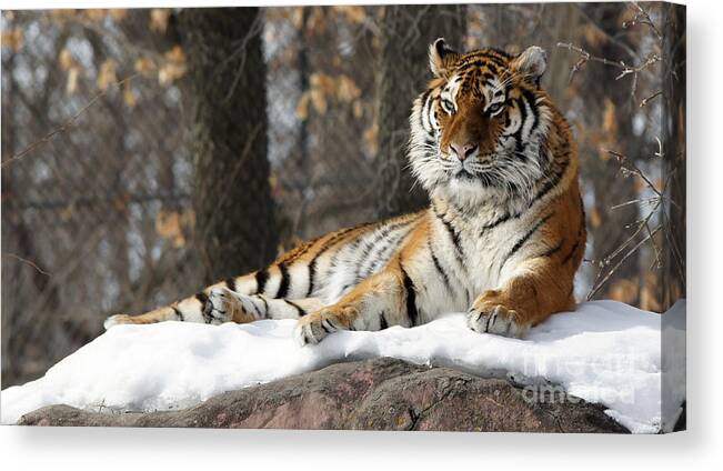Tiger Canvas Print featuring the photograph Tiger Relaxing Snow Cover Rock by Tina Hailey