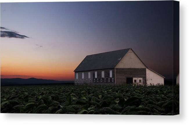 Tobacco. Barn Canvas Print featuring the photograph Tobacco Field by Andrea Galiffi