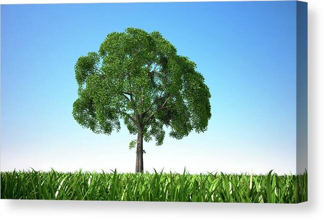 Grass Canvas Print featuring the digital art Tree In A Field, Artwork by Leonello Calvetti