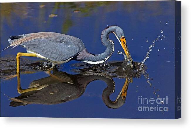 Bird Canvas Print featuring the photograph Tri Color Heron splash by Larry Nieland