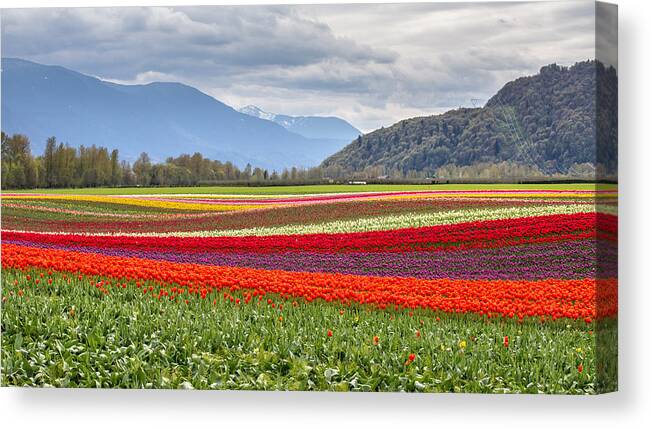 Tulips Canvas Print featuring the photograph Tulip fields of Agassiz by Pierre Leclerc Photography