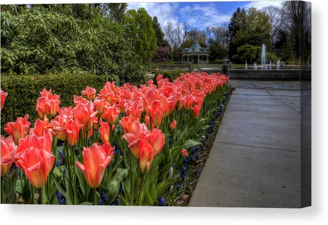 Flowers Canvas Print featuring the photograph Tulips by David Dufresne
