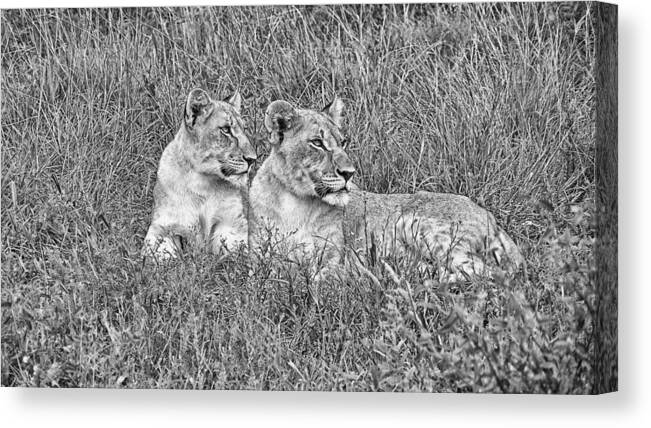 Lioness Canvas Print featuring the photograph Twins V2 by Douglas Barnard